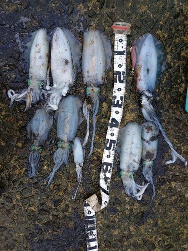 アオリイカの釣果