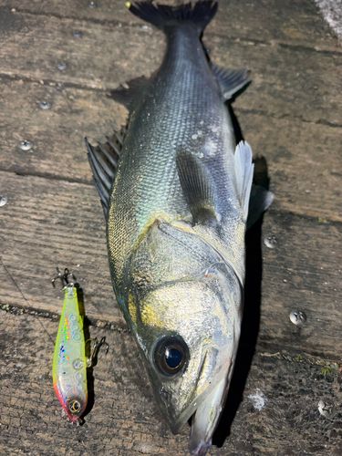 シーバスの釣果