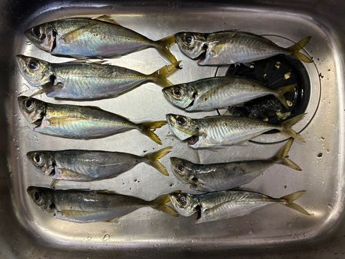 アジの釣果