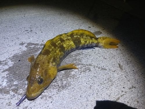 アイナメの釣果