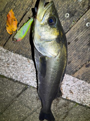 シーバスの釣果