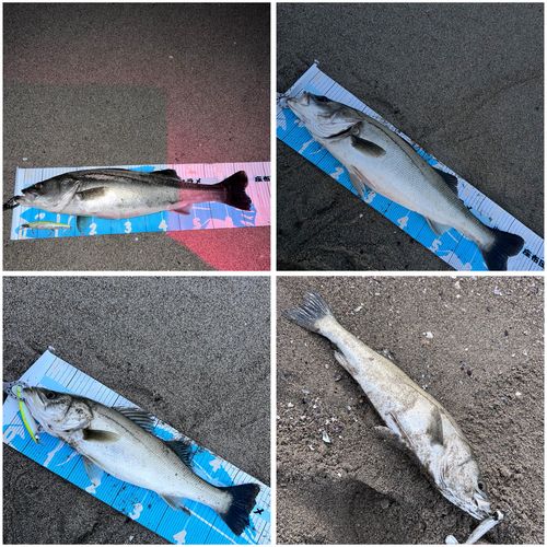 シーバスの釣果