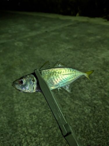 マアジの釣果
