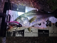 シーバスの釣果