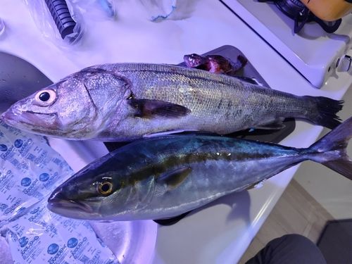 スズキの釣果