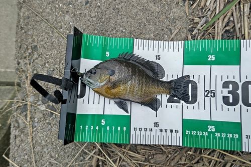 ブルーギルの釣果