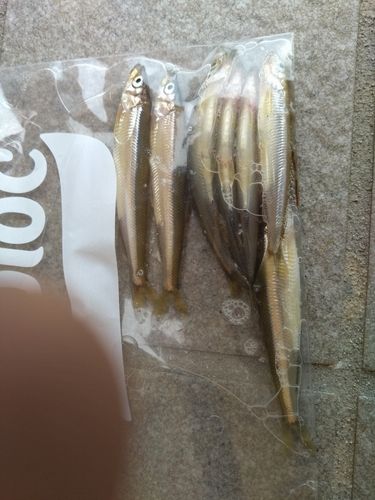 ワカサギの釣果