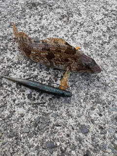 アイナメの釣果