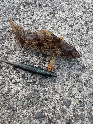 アイナメの釣果