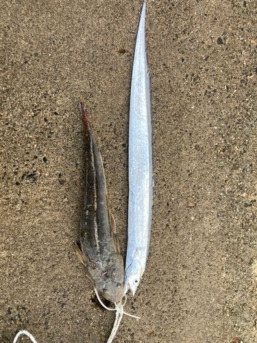 タチウオの釣果