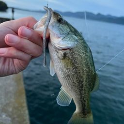 ラージマウスバス