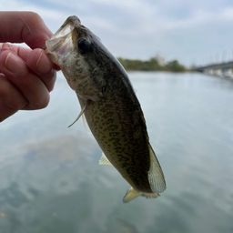 ラージマウスバス