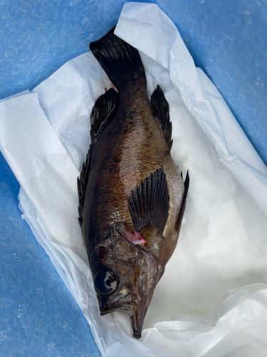 相馬港釣り桟橋