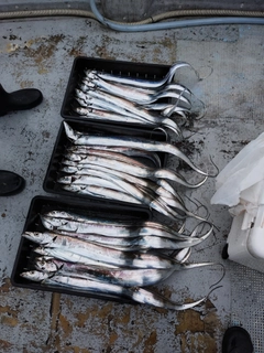 タチウオの釣果