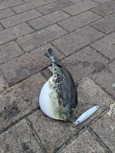 トラフグの釣果