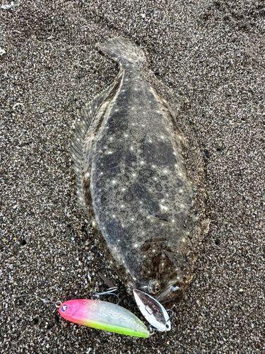 ソゲの釣果
