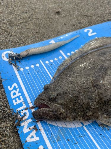 ヒラメの釣果