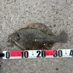 クロガシラガレイ