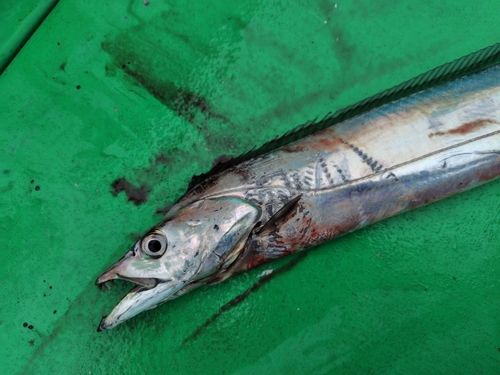 タチウオの釣果