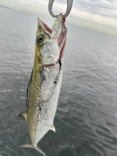 サゴシの釣果