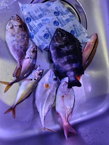 須磨海づり公園