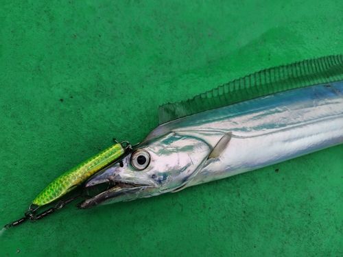 タチウオの釣果