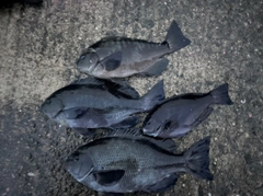 グレの釣果