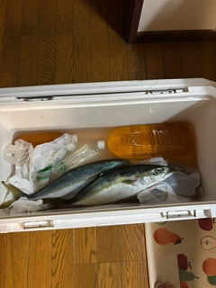 イナダの釣果