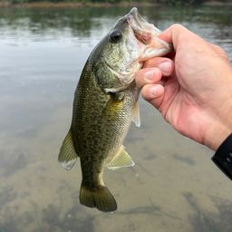 ラージマウスバス