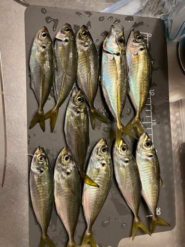 アジの釣果