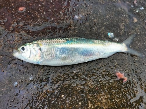 イワシの釣果