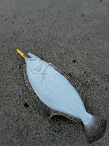 ソゲの釣果