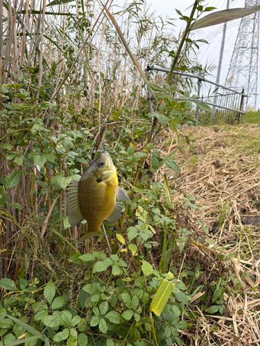 ブルーギルの釣果
