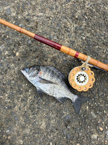 チンチンの釣果