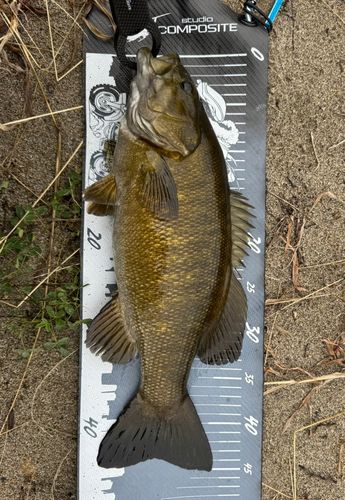 スモールマウスバスの釣果