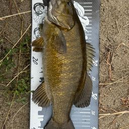 スモールマウスバス