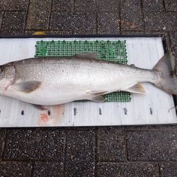 レイクトラウト