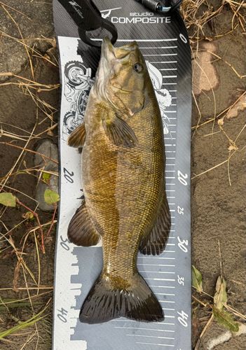 スモールマウスバスの釣果