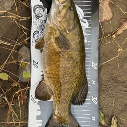 スモールマウスバス