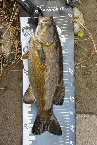 スモールマウスバスの釣果