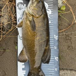 スモールマウスバス