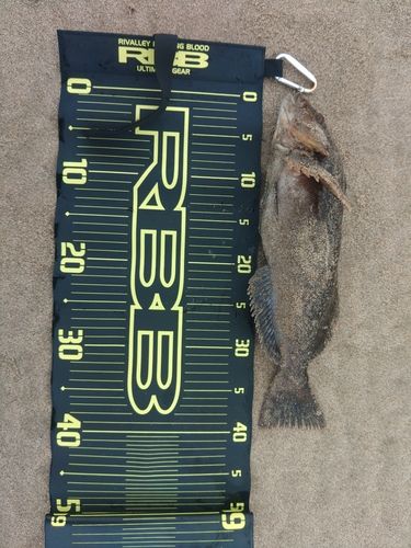 アイナメの釣果