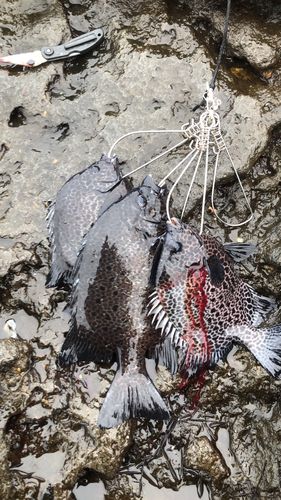 イシガキダイの釣果