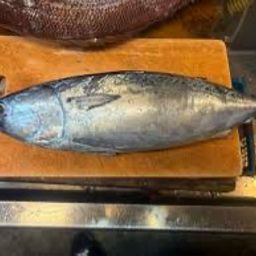 ラージマウスバス