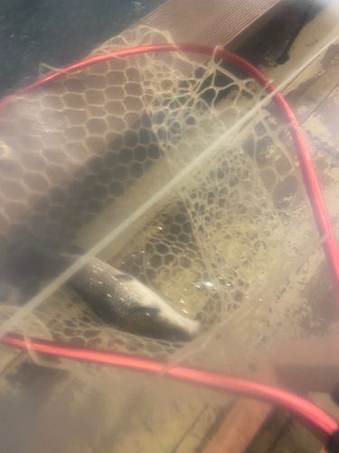 アミューズパーク福島スーパーフィッシング