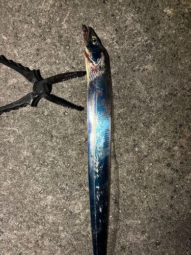 タチウオの釣果