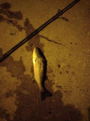 セイゴ（マルスズキ）の釣果