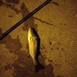 セイゴ（マルスズキ）