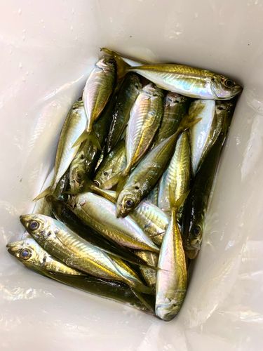 アジの釣果