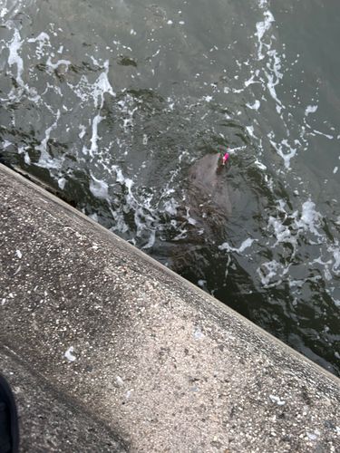 エイの釣果